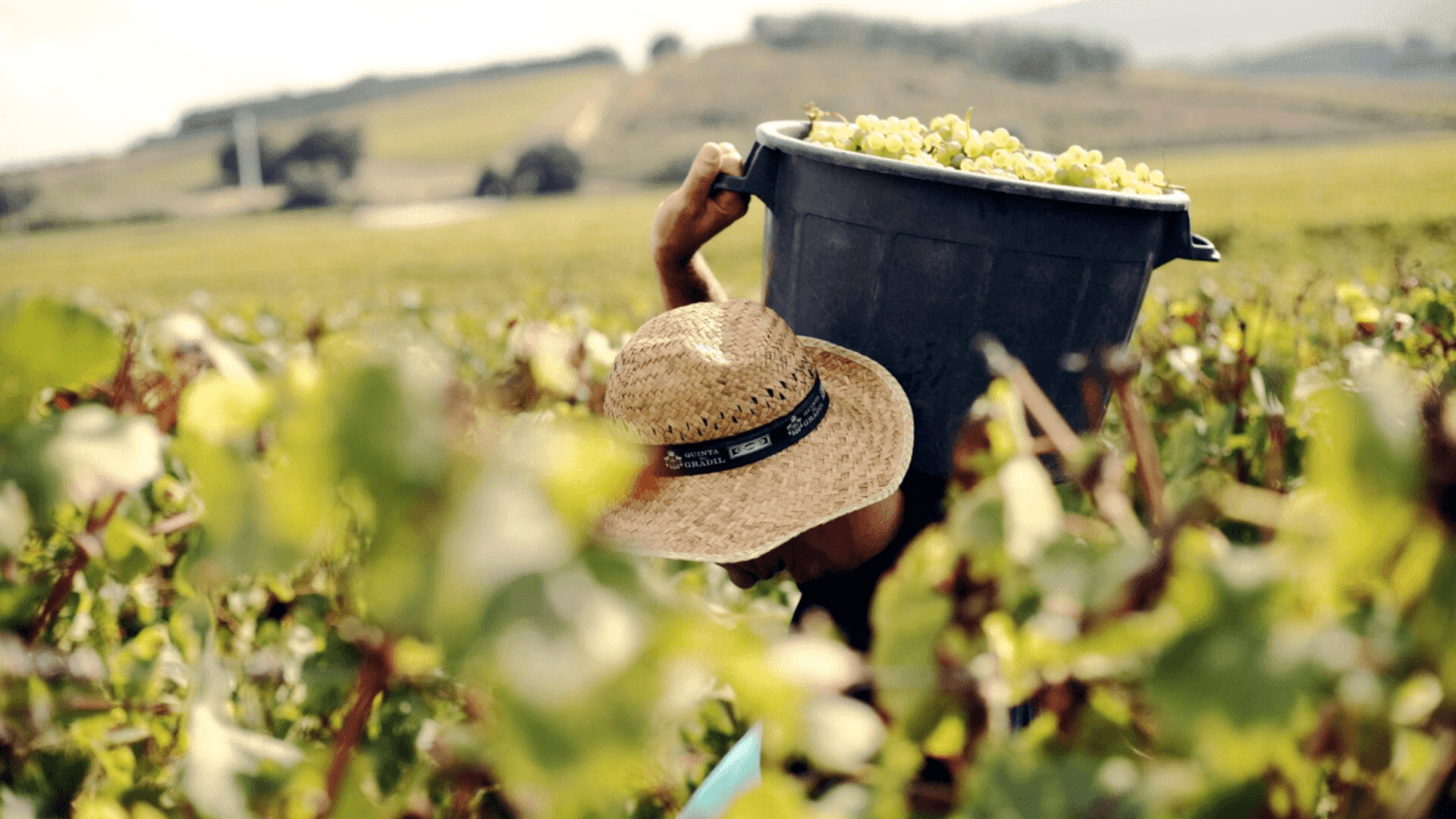 Portugal's Harvest Season: The Best Wineries to Visit