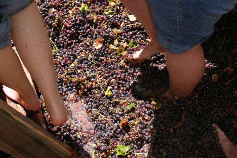 Douro Valley Harvest Experience 2026