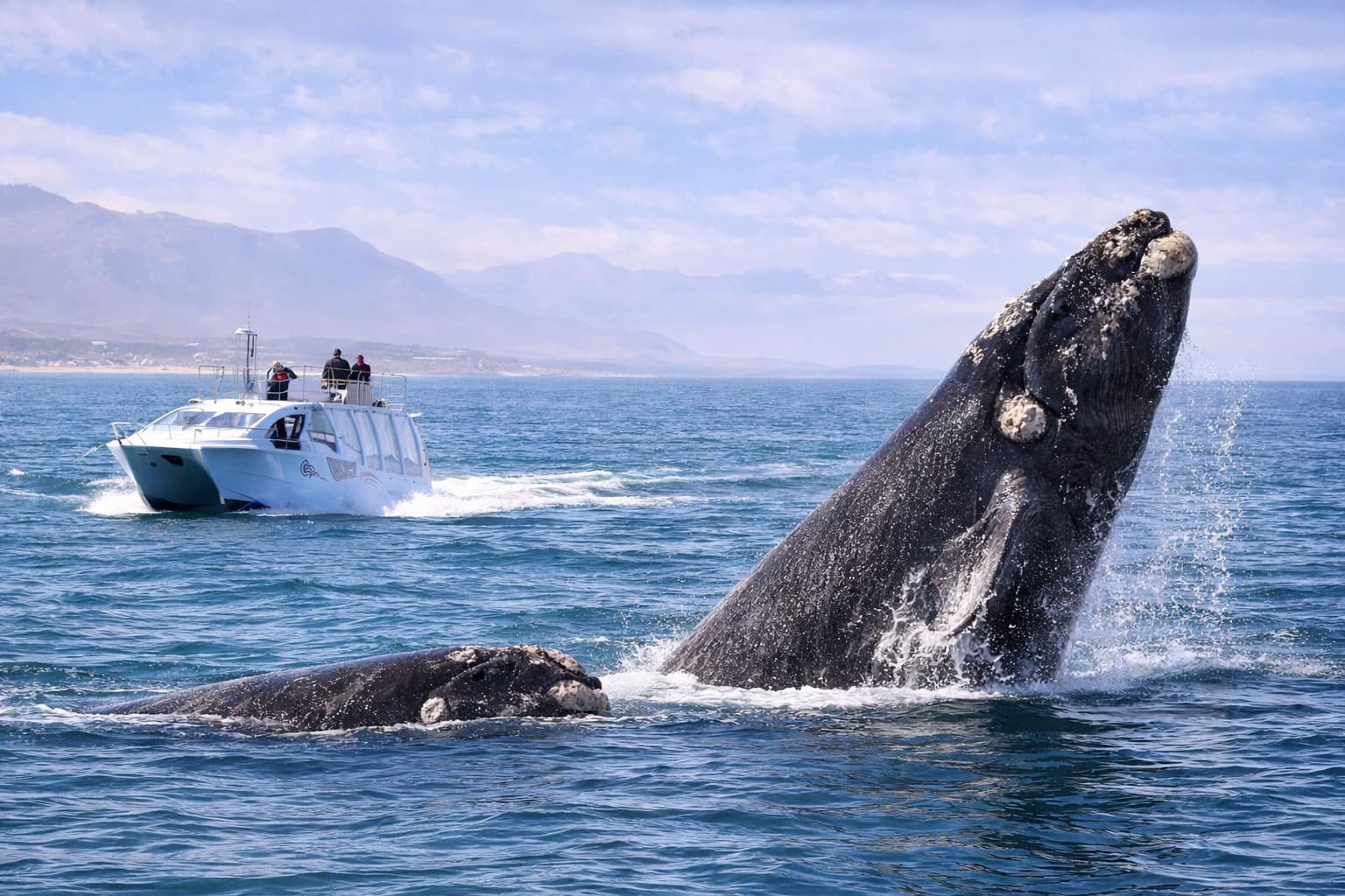 The Ultimate Guide to Whale Watching in Hermanus | 2026 Expert Tips - Hermanus Whale Watchers