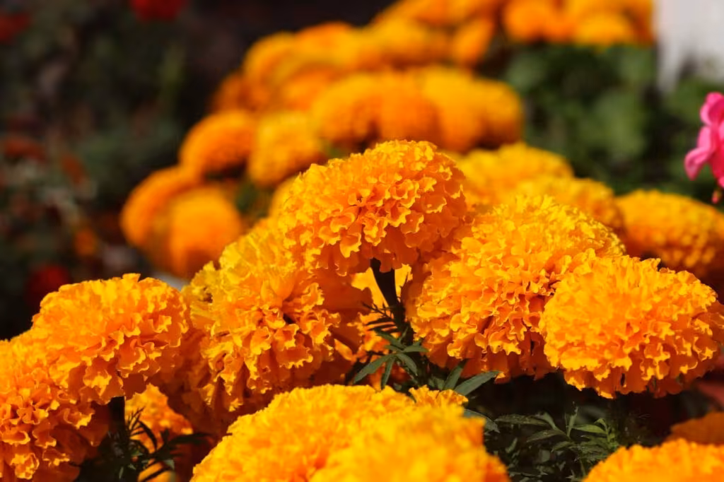 Tihar 2026: Dates, All Five Days, and Laxmi Puja Night