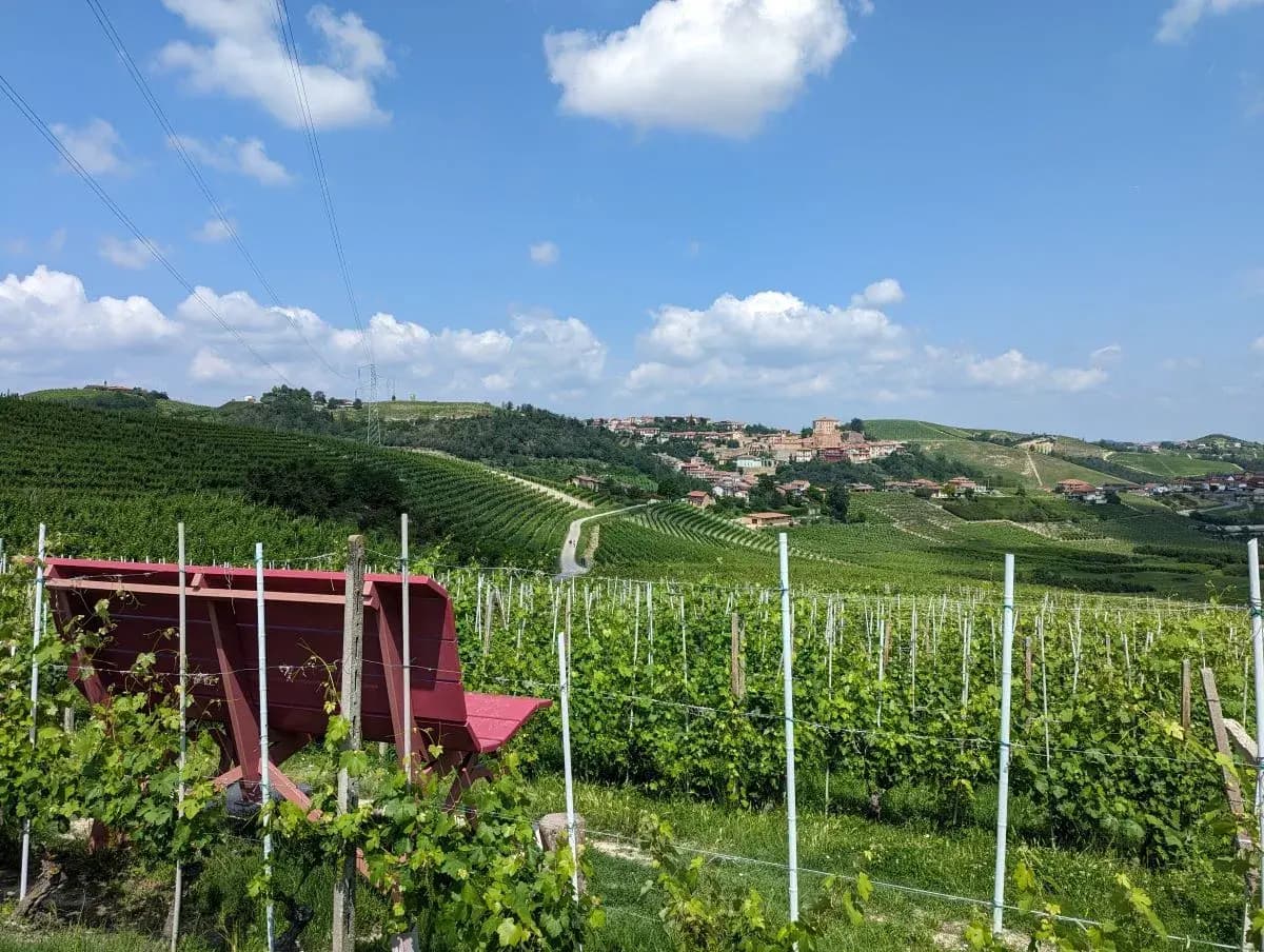 Autumn in Piedmont: Best Time for Truffles, Wine & Fall Color