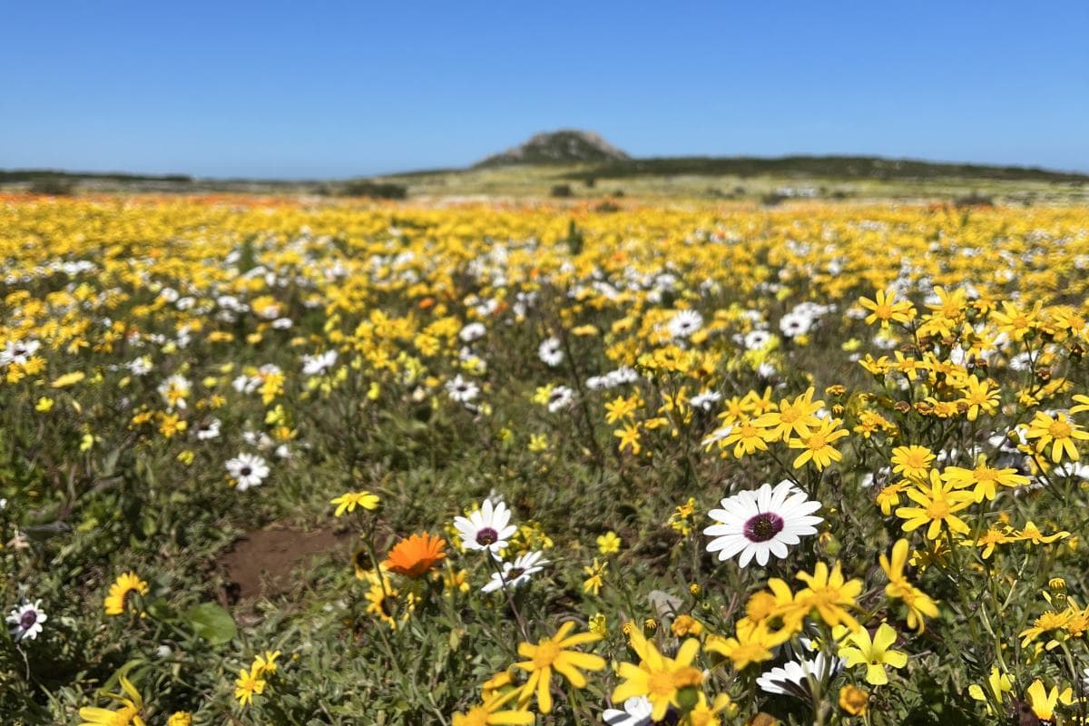 West Coast Wildflower Guide for Spring 2026