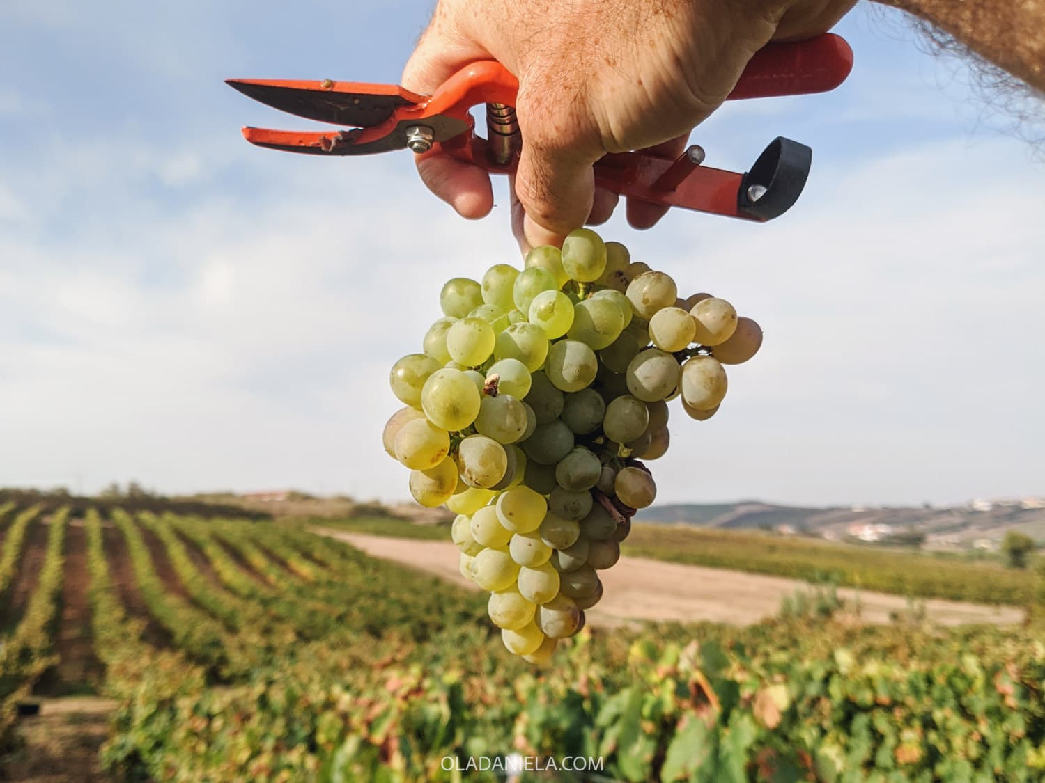 Best grape harvest experiences in Portugal (2026 guide)