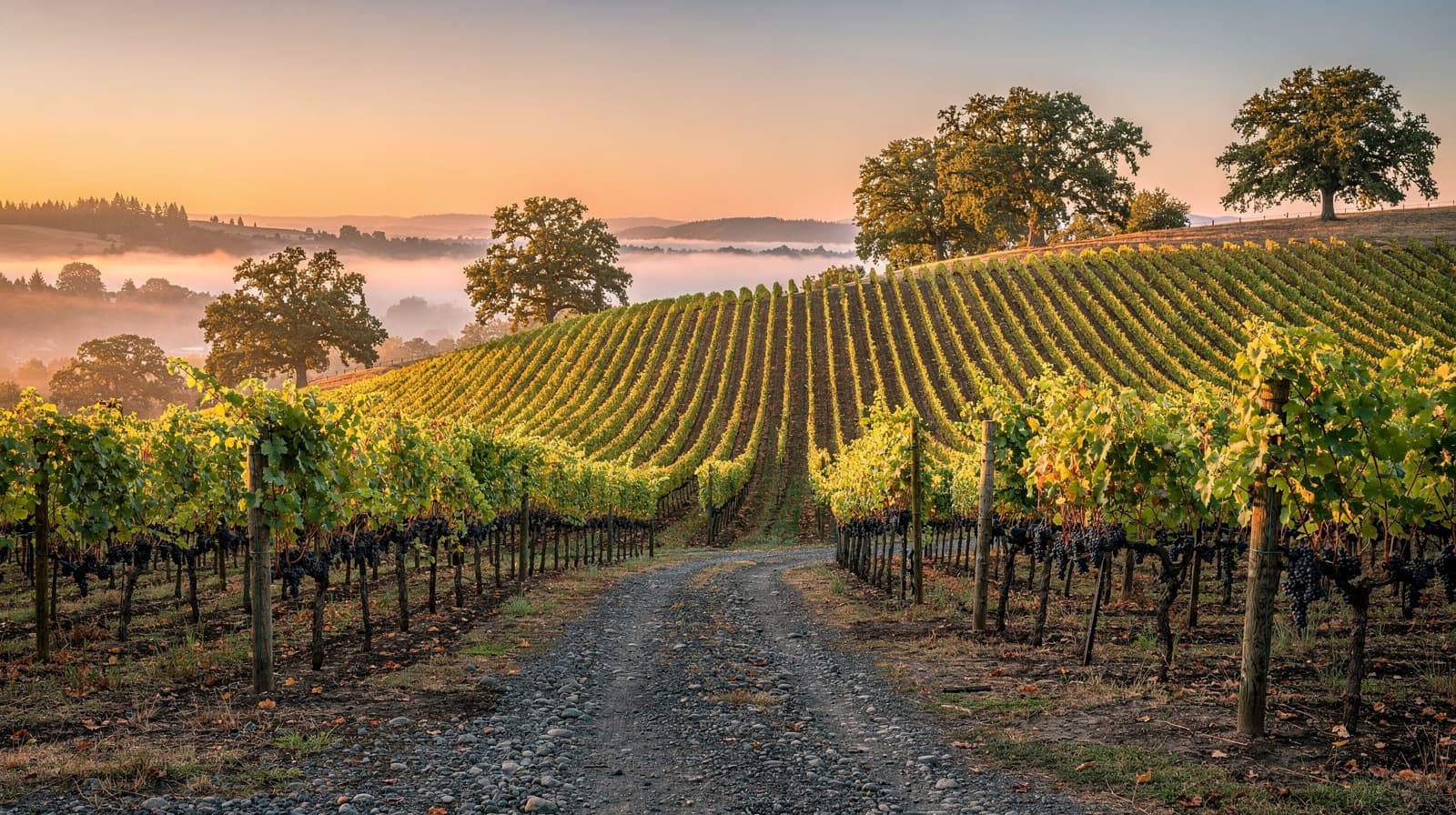 Willamette Valley — Harvest 2026