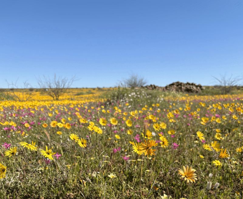 Ultimate Guide to West Coast Wildflowers 2026