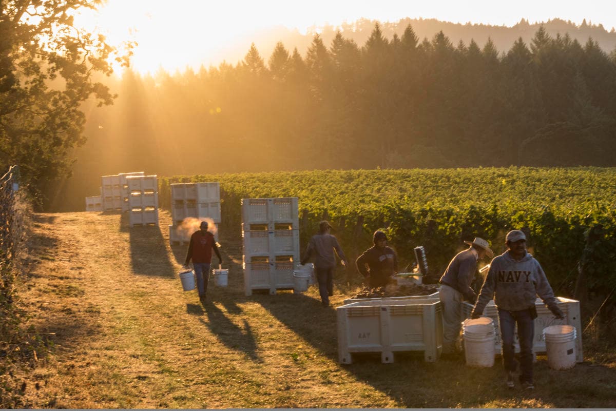 Wine Country Harvest | Willamette Valley Wineries Association