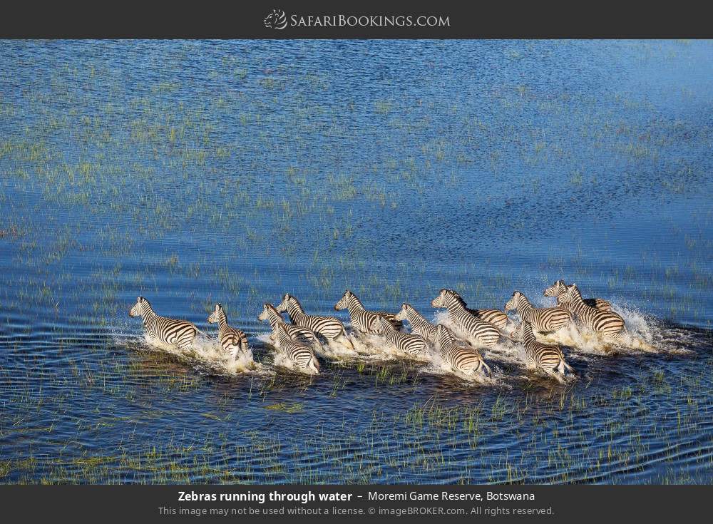 Moremi Game Reserve – Travel Guide, Map & More!