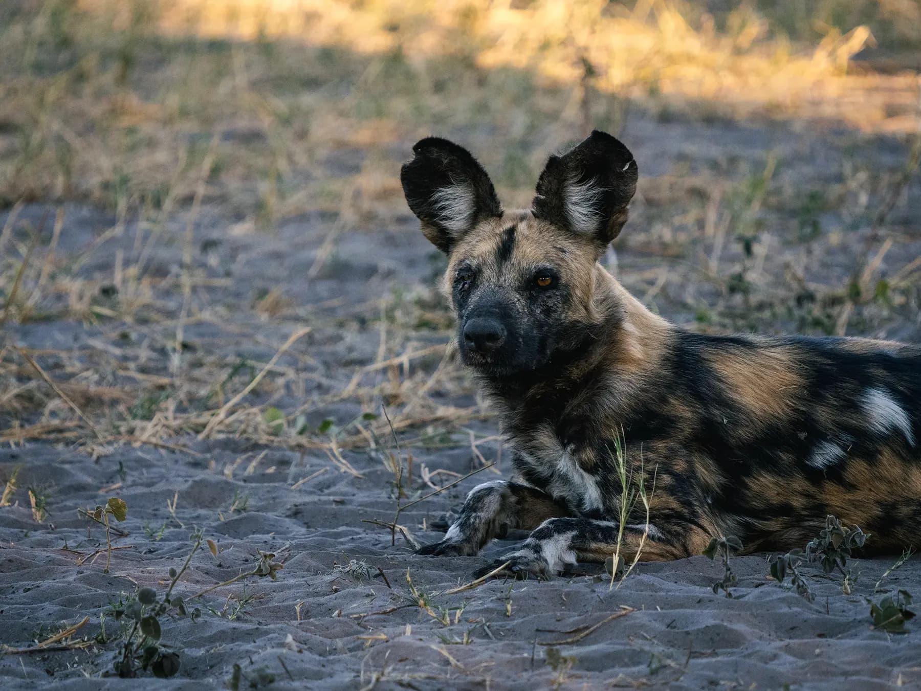 Botswana Safari Cost 2026 – Everything You Need to Know!
