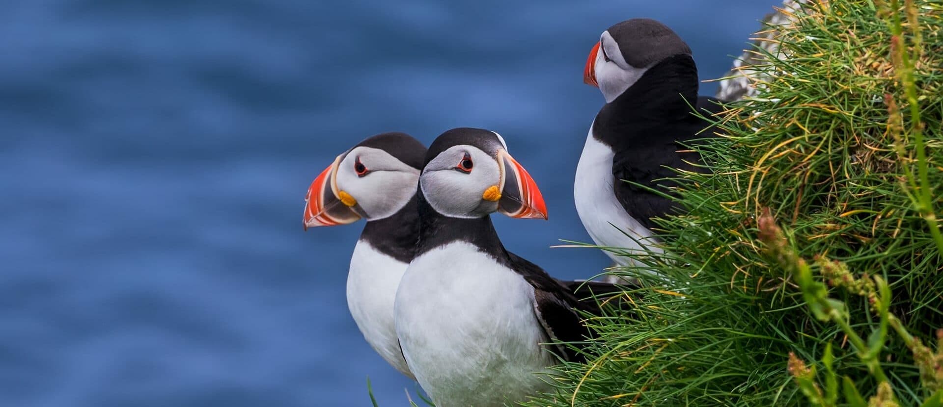 Mykines Island: Puffin Season, Ferry, Hiking & How to Visit