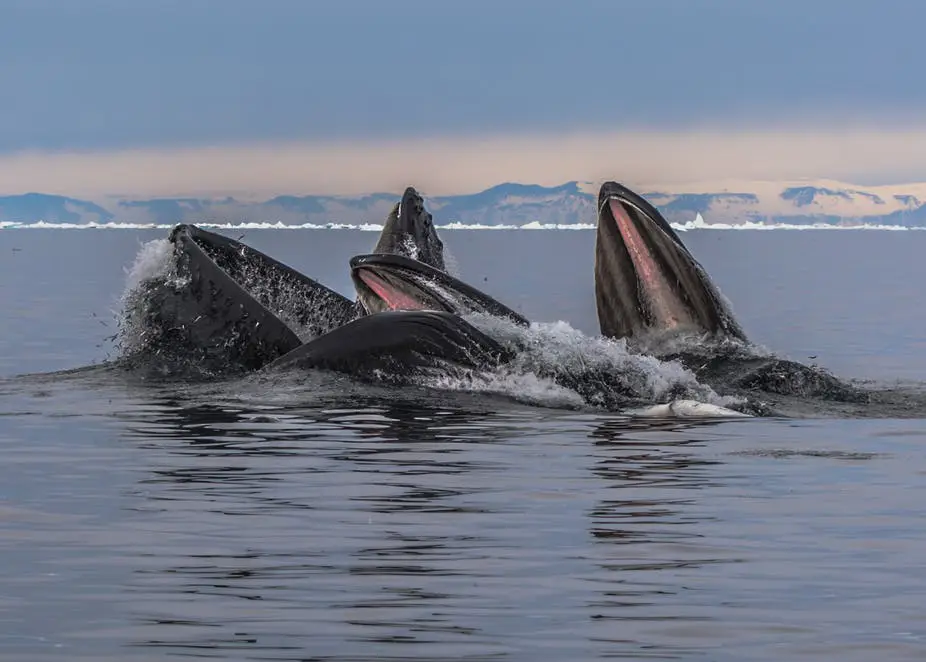 Whale Safari in Ilulissat • Disko Bay | Guide to Greenland