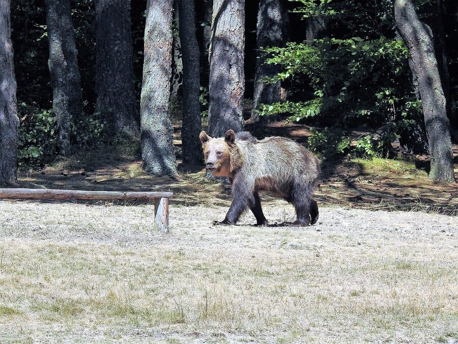 How to Book a Brown Bear Watching Tour from Brasov