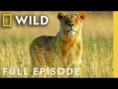Animal Survival in the Okavango (Full Episode) | The Flood | Nat Geo Animals