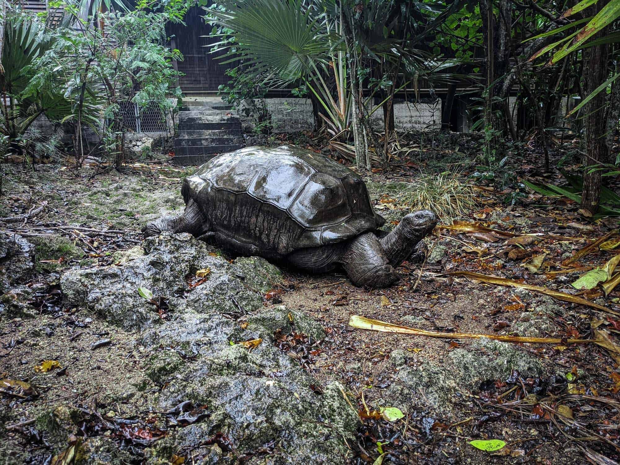 How To Visit Ile Aux Aigrettes Nature Reserve (2026 Guide)