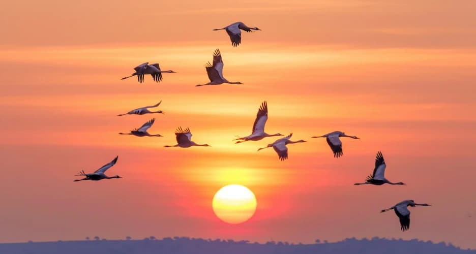 Great Migration Dates in 2026: Month-by-Month Guide for Masai Mara Safaris | Luxury Unlocked