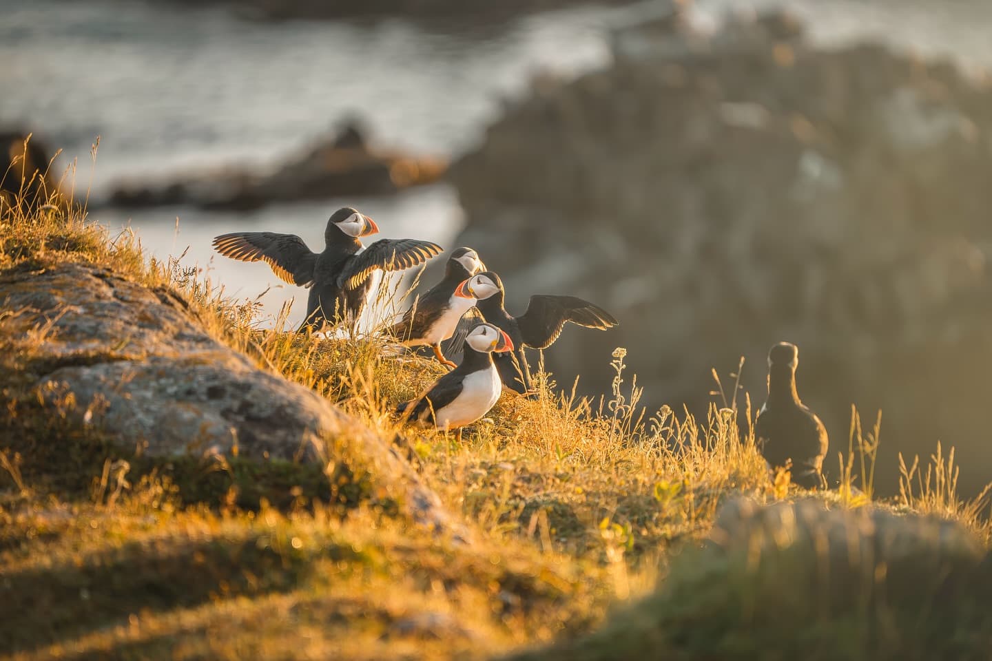 Where to See Puffins in Newfoundland and Labrador - Newfoundland and Labrador, Canada