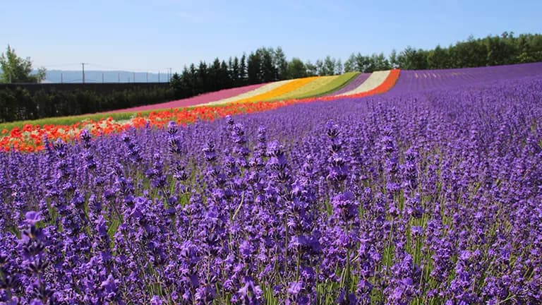 Latest 2025 Edition: A Complete Guide to Enjoying the Lavender Fields at Furano's Farm Tomita - Perfect for First-Timers!|Domingo