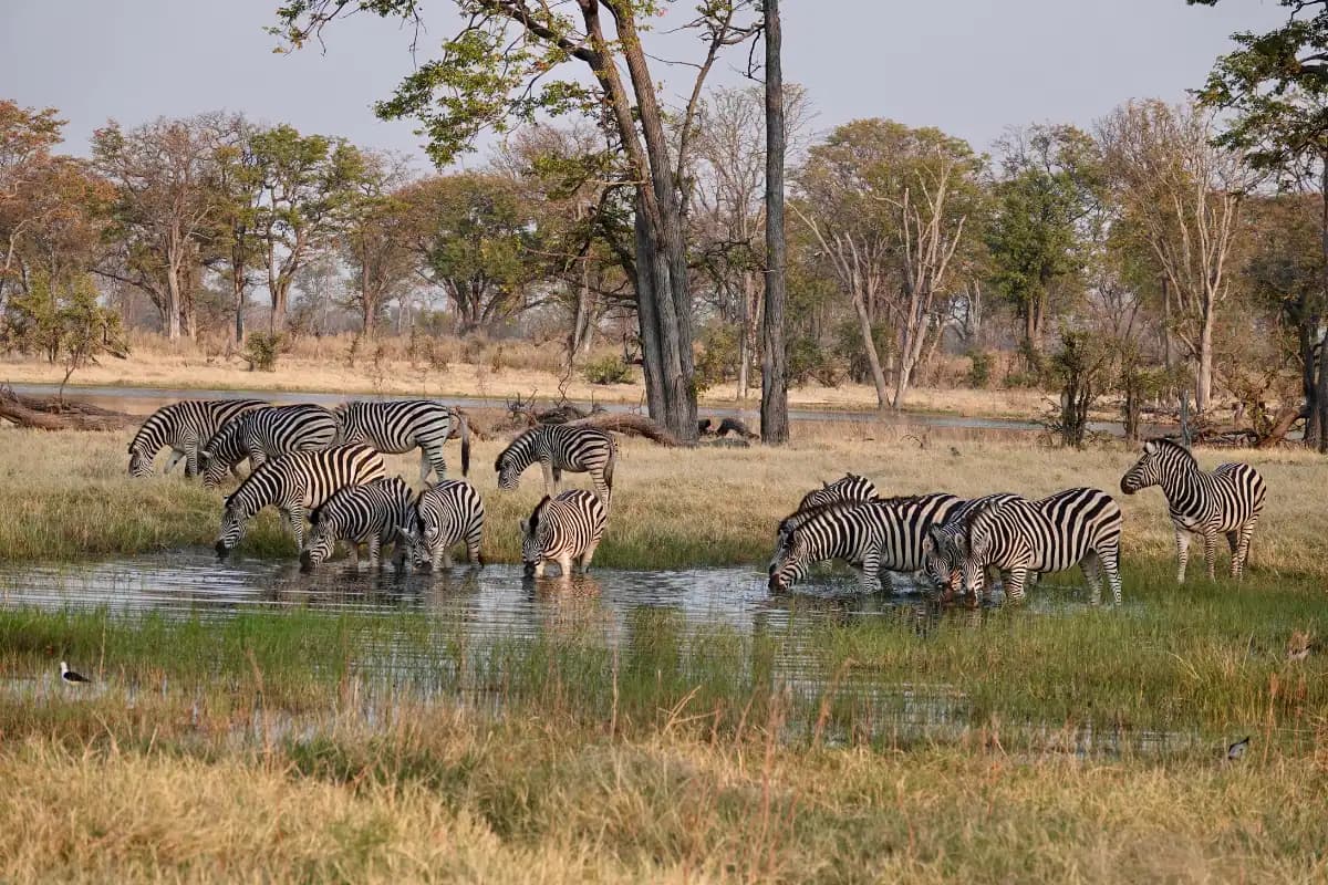 Botswana Self Drive Safari: A Complete Guide To Help You Travel Like A Pro