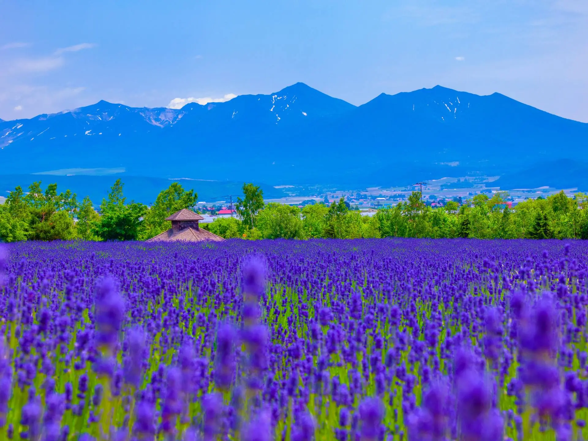 The Best Time to Visit Furano's Lavender Fields and Top 5 Lavender Fields to Explore