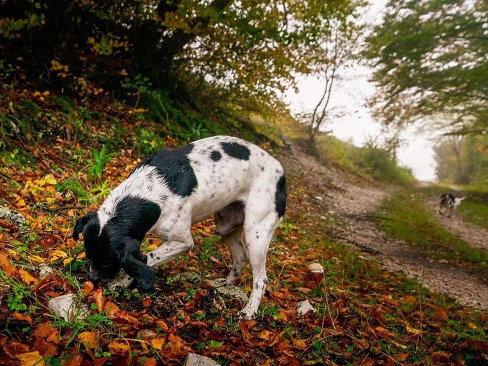 Truffle Hunting in Norcia: What Actually Happens at Dawn