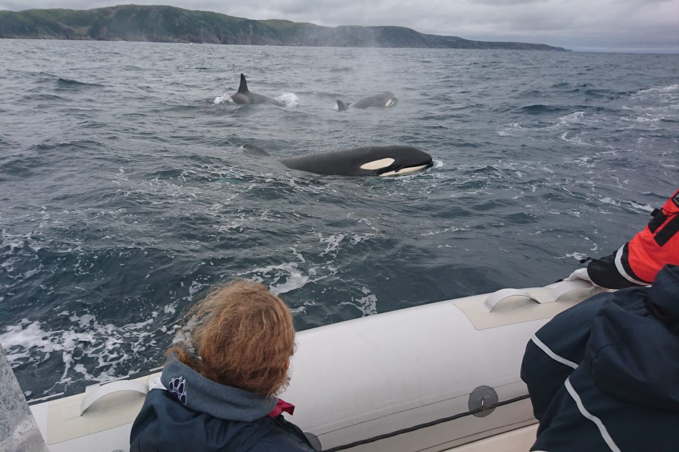 Best Time to See Whales in Newfoundland | Trinity Eco-Tours