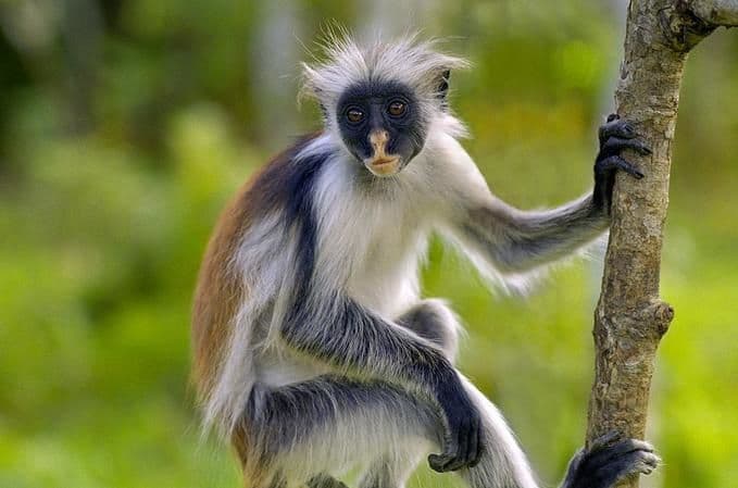 Jozani Forest Zanzibar – Red Colobus Monkey Tour