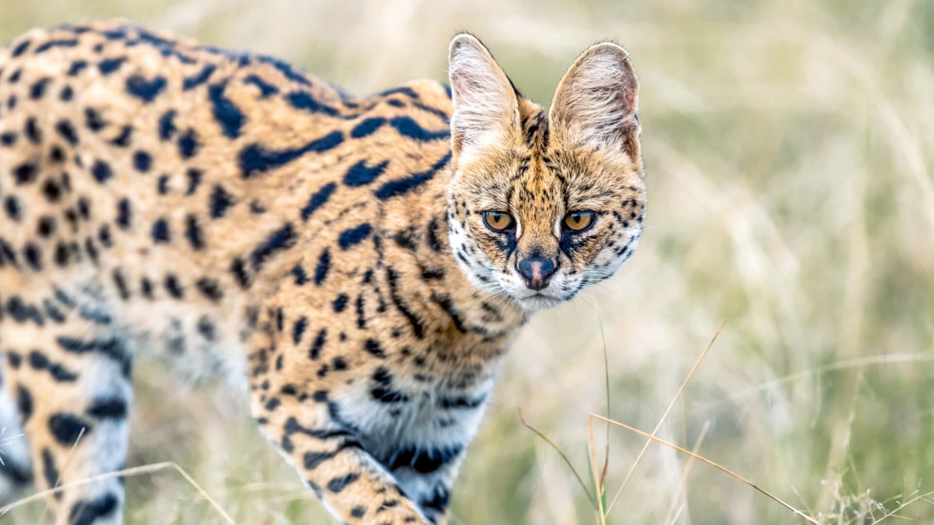 When to Visit the Masai Mara in Kenya for Safari | Asilia Africa