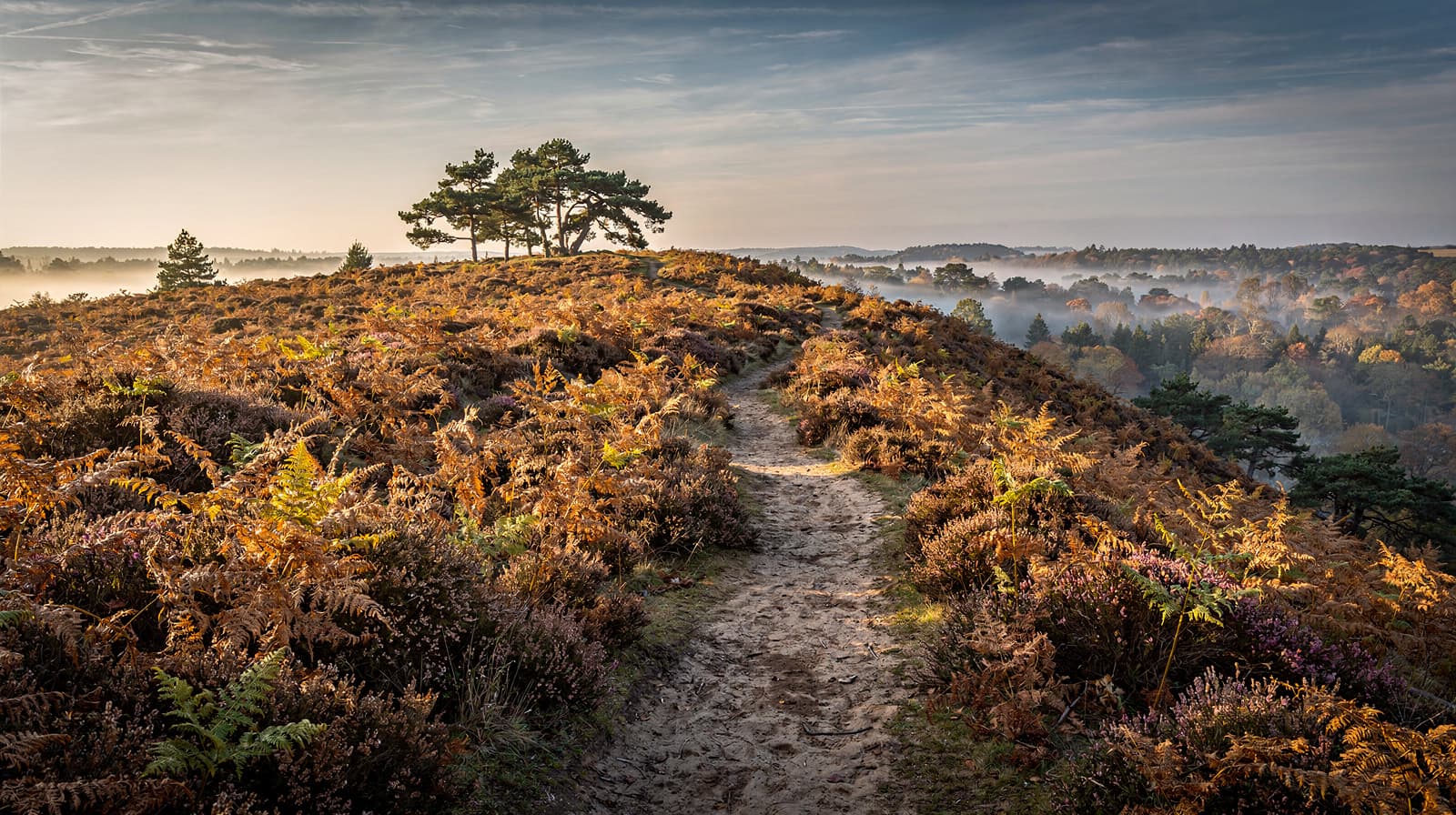 Ashdown Forest, England — Autumn 2026