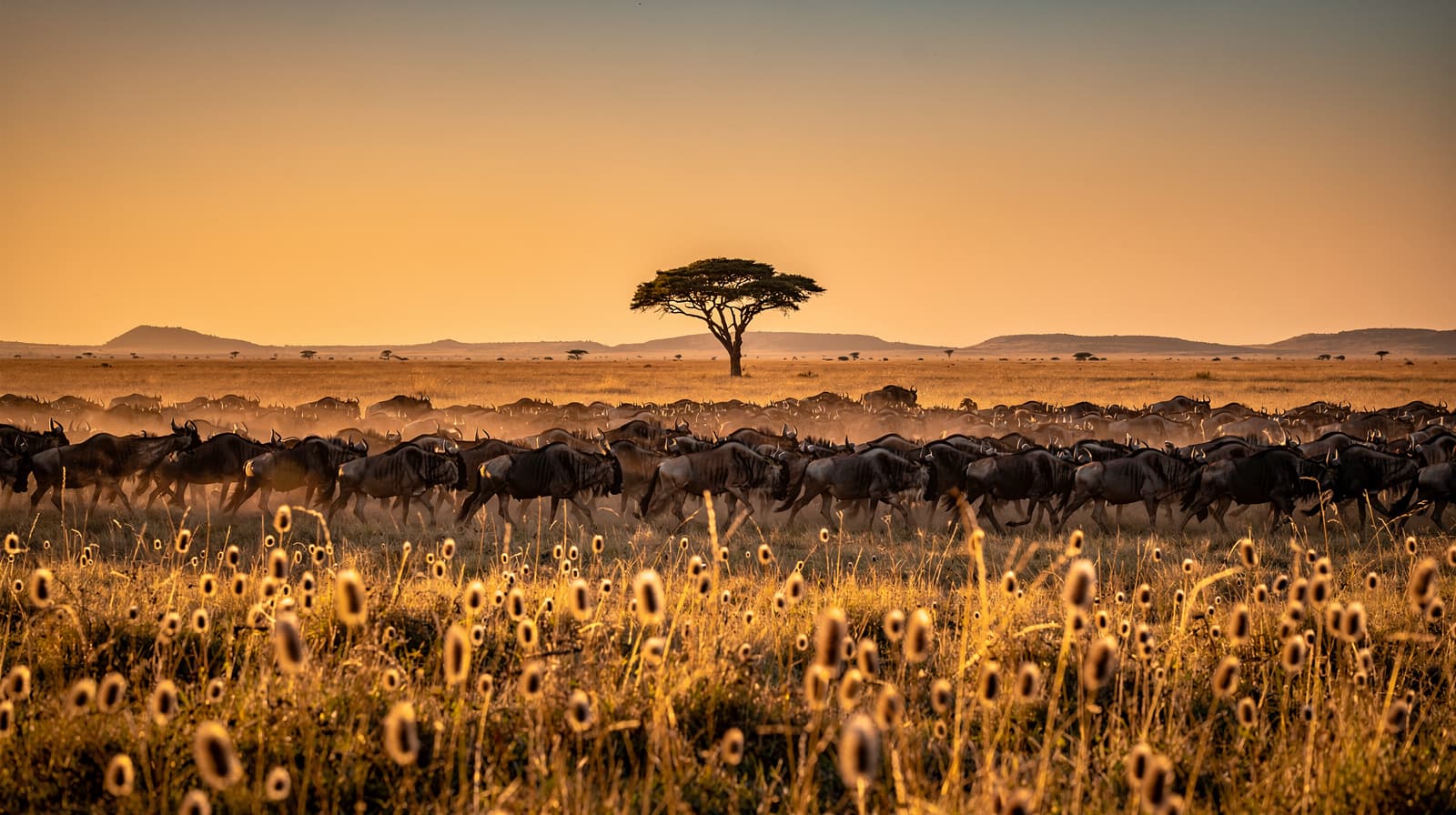 Masai Mara & the Great Migration — Summer 2026