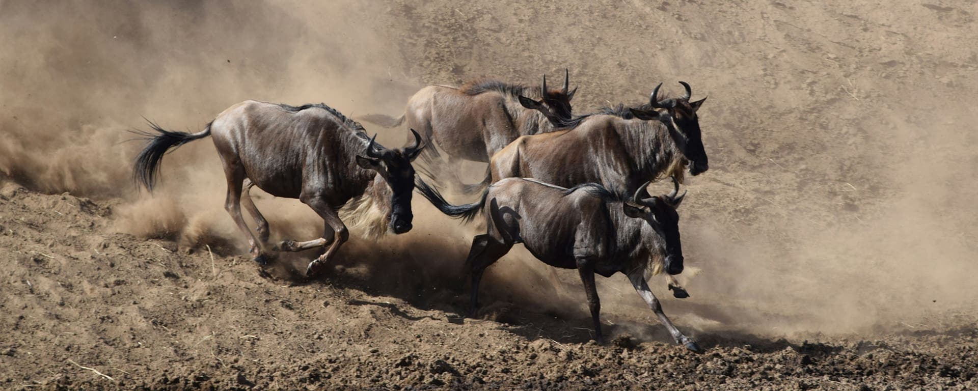Guide to a 2026/2027 Wildebeest Migration Safari | Go2Africa