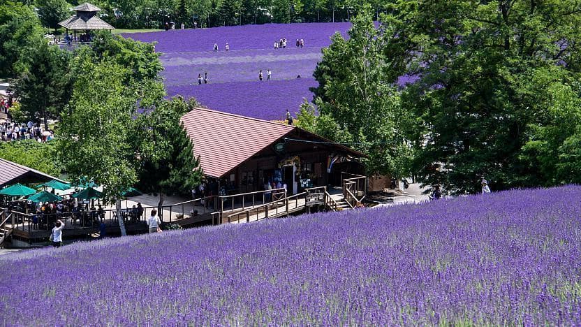 Furano Flower Fields