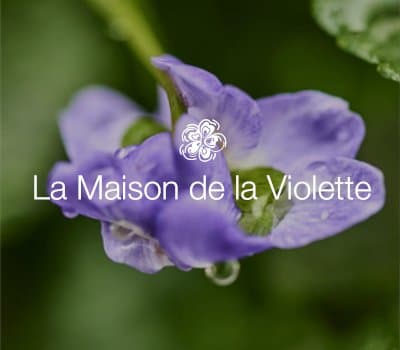 Discover the gourmet and fragrant universe of Toulouse Violette