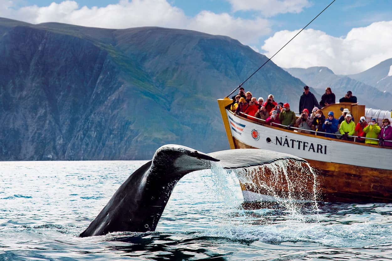 Húsavík Original Whale Watching