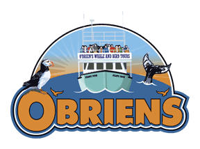 Puffin & Whale Watching - O'Briens Whale and Bird Tours