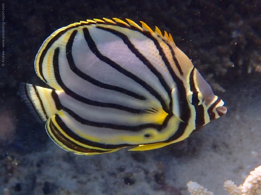 Snorkeling in Blue Bay Marine Park | Snorkeling in Mauritius