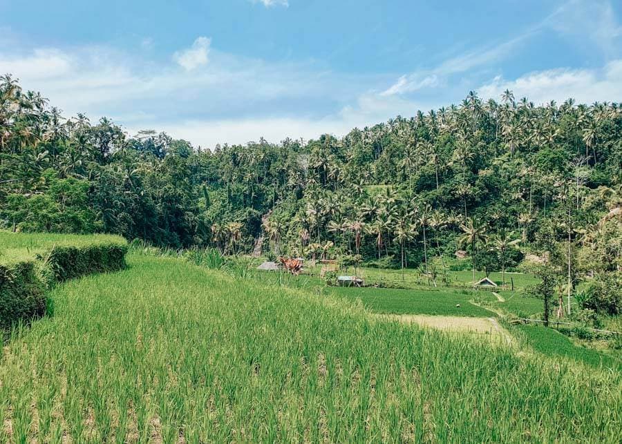 A Travel Guide To Sidemen In Bali