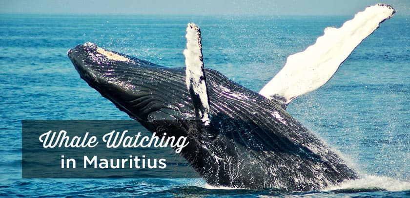 Whale Watching in Mauritius | The Definitive Guide