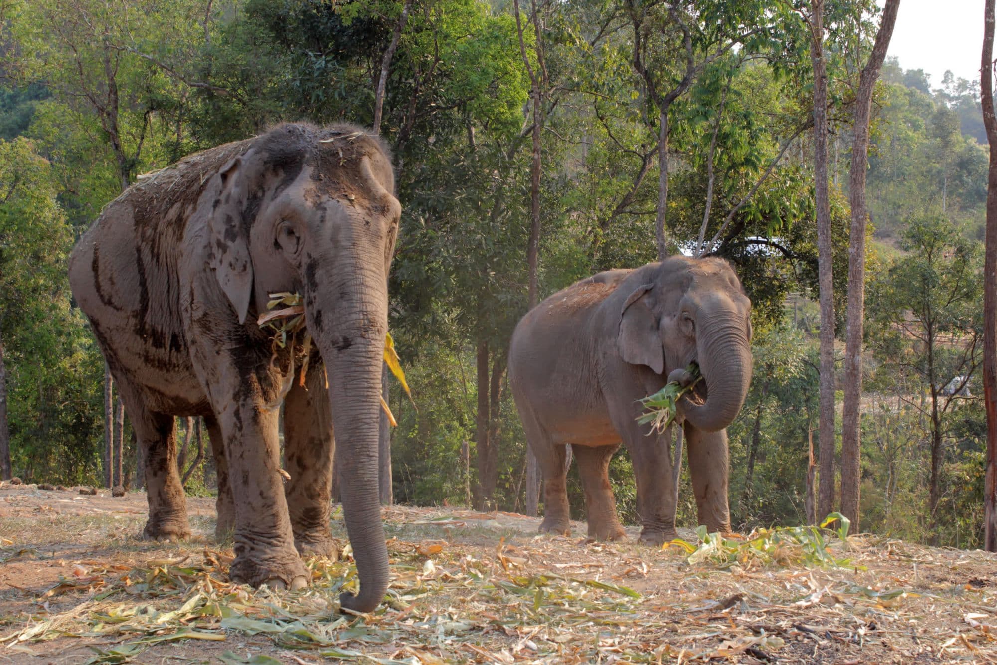 Thai elephant venue reopens without the cruelty